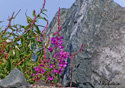 Epilobium angustifolium